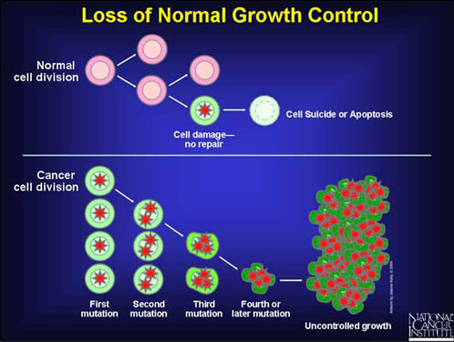 Image titled Loss of Normal Growth Control. The image shows normal cell division and normal cell suicide or apoptosis of a damaged cell. It also shows cancer cell division, through several mutation stages, ending in uncontrolled growth.