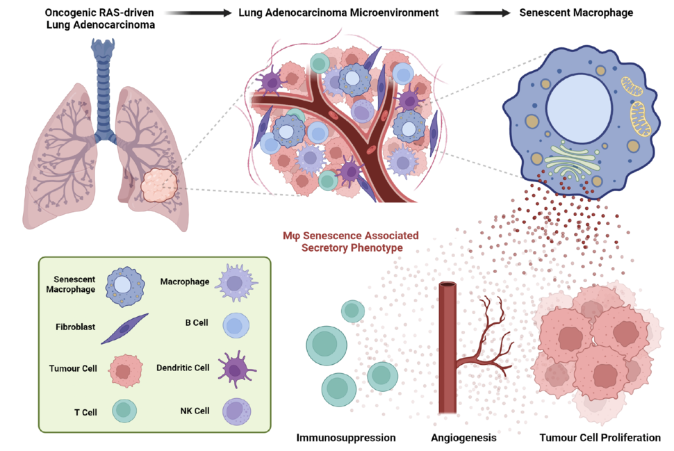 A cartoon lung is shown zoomed in to a single cell excreting molecules that promote immunosuppression, angiogenesis, and tumor cell proliferation