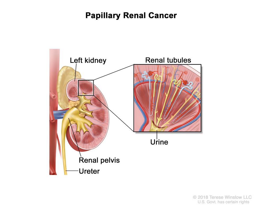 Illustration of kidney anatomy showing renal tubules