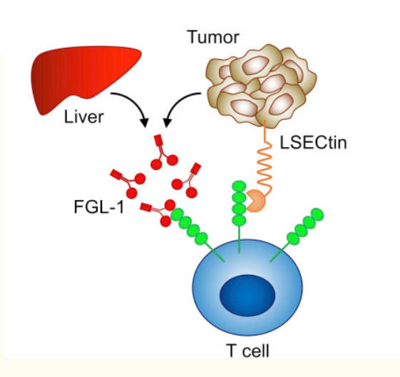 Illustration of interaction of LAG-3 on tumor cells with proteins on other cells. 