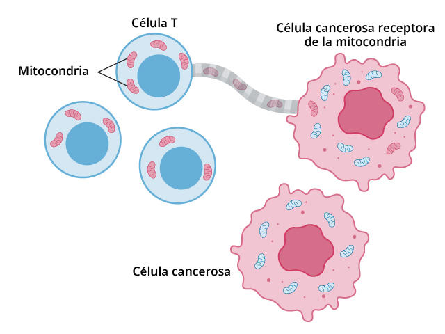 Ilustración de una célula cancerosa que extrae mitocondria de una célula T cercana