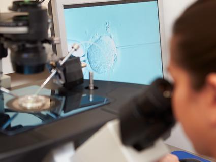 Laboratory fertilization of eggs in IVF treatment 