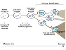 An illustrated timeline showing the emergence and accumulation of genomic mutations in tissue over time.