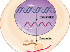 An illustration showing the transcription of DNA into mRNA and the translation of mRNA into the synthesis of proteins.