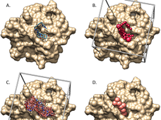 Ligand and receptor from a crystal structure