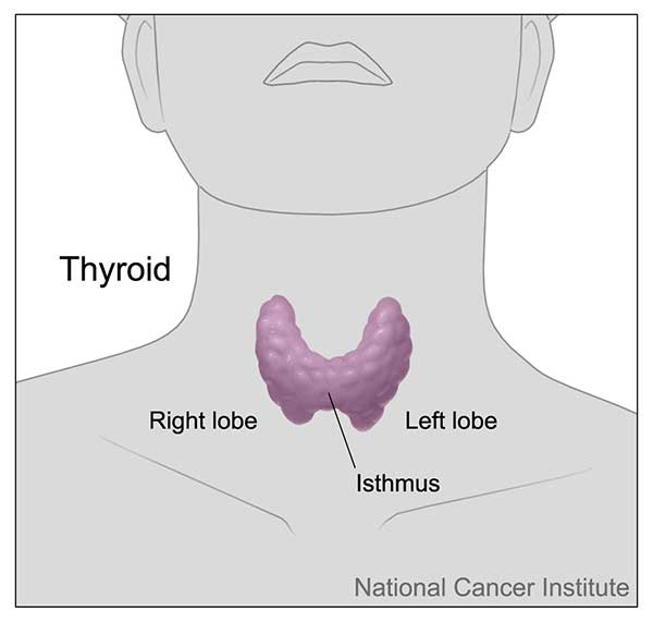 the thyroid is in the neck