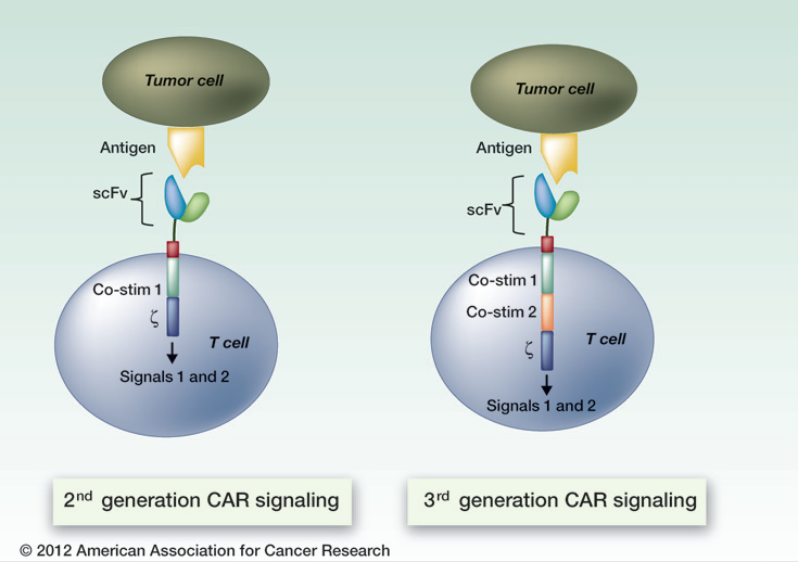 Illustration of the components of second- and third-generation chimeric antigen receptor T cells. (Adapted by permission from the American Association for Cancer Research:  Lee, DW et al. The Future Is Now: Chimeric Antigen Receptors as New Targeted Therapies for Childhood Cancer. Clin Cancer Res; 2012;18(10); 2780–90. doi:10.1158/1078-0432.CCR-11-1920)