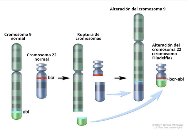 La mayoría de los casos de leucemia mielógena crónica (LMC) son causados por una alteración genética conocida como el cromosoma Filadelfia.
