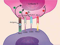 Atezolizumab funciona al dirigirse a la proteína de punto de control inmunitario PD-L1 en las células cancerosas.