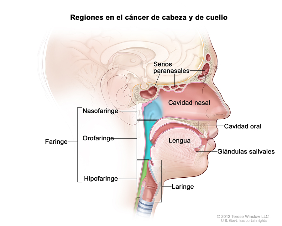 Ilustra el sitio de los senos paranasales, de la cavidad nasal, la cavidad oral, la lengua, las glándulas salivales, la laringe y la faringe (incluidas la nasofaringe, la orofaringe y la hipofaringe).