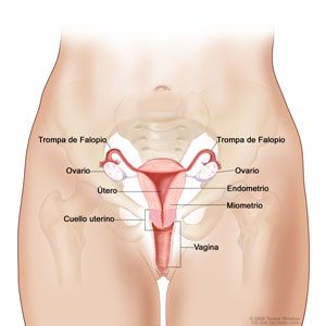 El cuello uterino forma parte del aparato reproductor femenino. Es la parte inferior, más angosta, del útero que comunica con la vagina, tal como se muestra en la imagen de arriba. El cuello uterino se abre durante el parto para permitir el nacimiento del bebé.