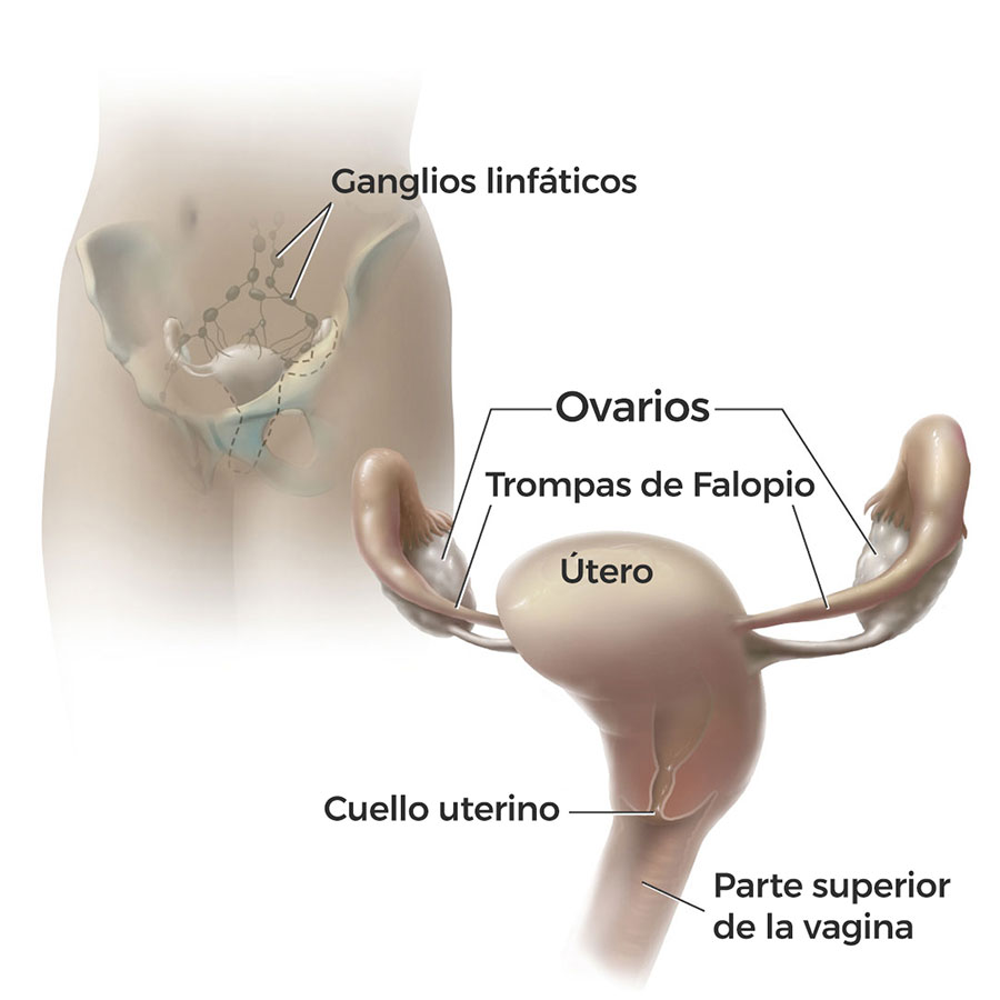 Ilustración del cuello uterino, ovarios y otros órganos cercanos.