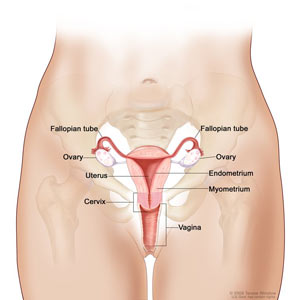 The Reproductive System