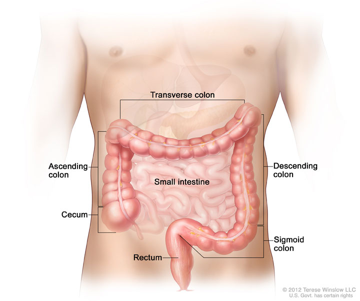 Parts of the colon; drawing shows the ascending colon, cecum, transverse colon, descending colon, sigmoid colon, and rectum.