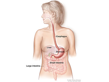The stomach and esophagus are part of the upper digestive system.