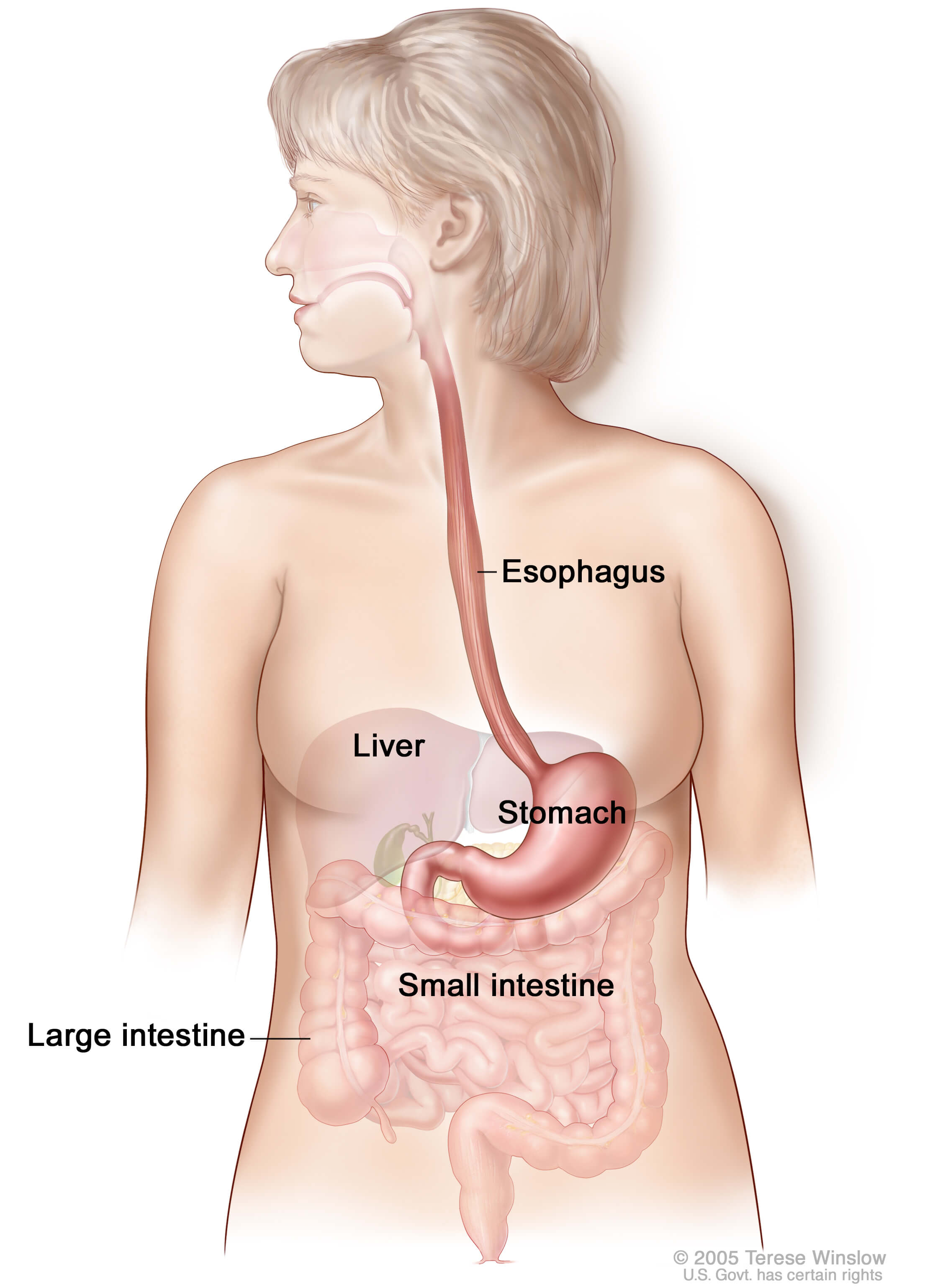 How is esophageal cancer treated?