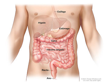 Anatomía del aparato digestivo inferior, muestra el colon y otros órganos.