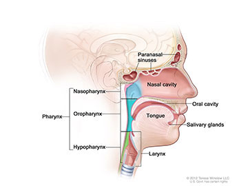 Areas where head and neck cancer may occur.