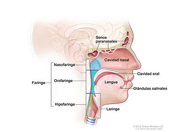 Áreas donde puede presentarse el cáncer de cabeza y cuello.