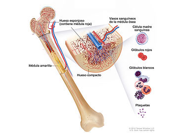 Anatomía del hueso; en la ilustración, se muestra el hueso esponjoso, la médula roja y la médula amarilla. En un corte trasversal del hueso, se muestran el hueso compacto y los vasos sanguíneos en la médula ósea. También se muestran los glóbulos rojos, los glóbulos blancos, las plaquetas y las células madre sanguíneas.