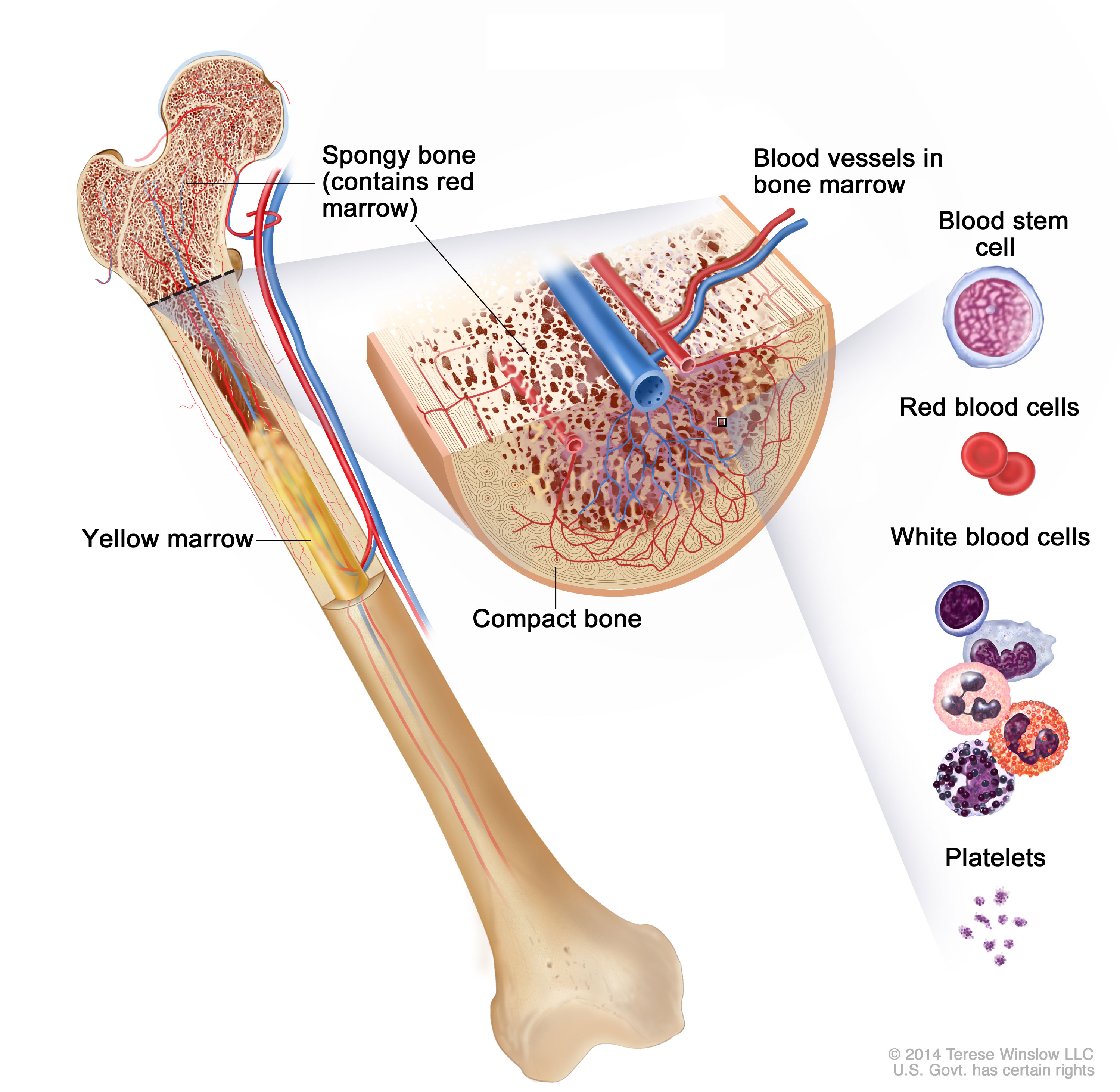 bone marrow cancer research articles