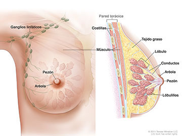 Dibujo de la anatomía de la mama femenina en el que se muestran los ganglios linfáticos, el pezón, la aréola, la pared torácica, las costillas, el músculo, el tejido graso, el lóbulo , los conductos y los lobulillos.