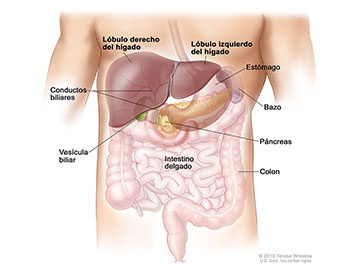 Anatomía del hígado; la figura muestra los lóbulos derecho e izquierdo del hígado, los conductos biliares, la vesícula biliar, el estómago, el bazo, el páncreas, el colon y el intestino delgado. Los lóbulos posteriores del hígado no se muestran.