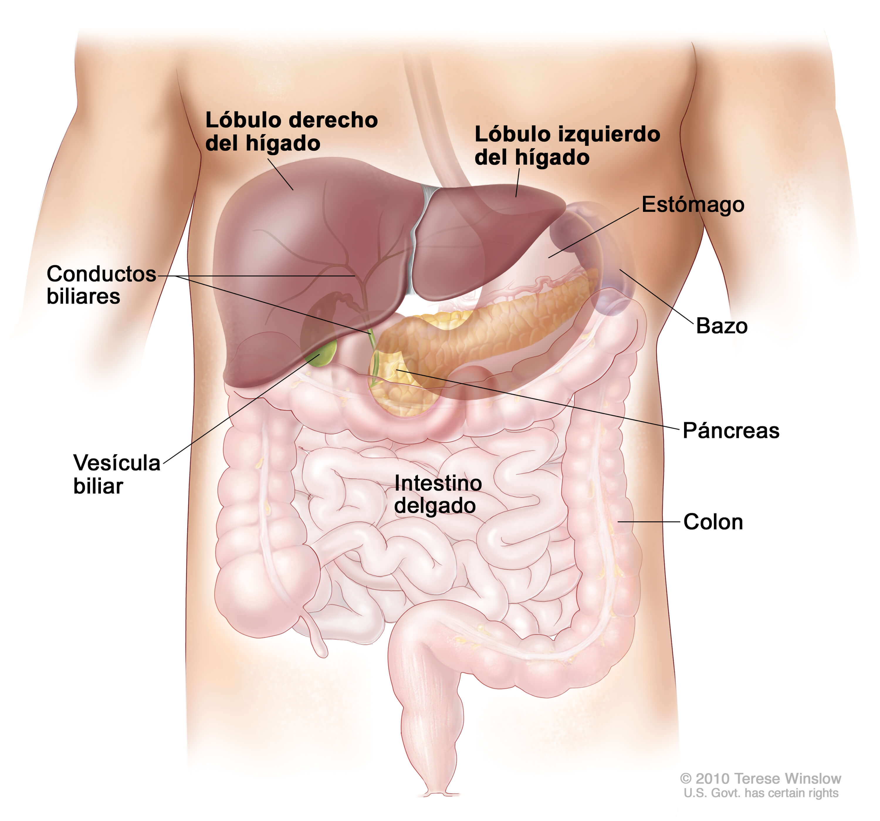 Anatomía del hígado