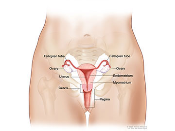 Anatomy of the female reproductive system; drawing shows the uterus, myometrium (muscular outer layer of the uterus), endometrium (inner lining of the uterus), ovaries, fallopian tubes, cervix, and vagina.