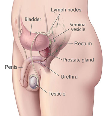 Illustration of a normal prostate