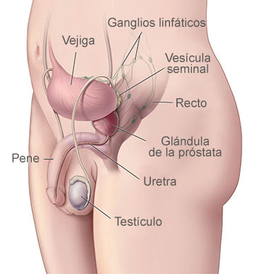 Anatomía del sistema reproductor y el sistema urinario masculino, muestra la próstata, los testículos, la vejiga y otros órganos.