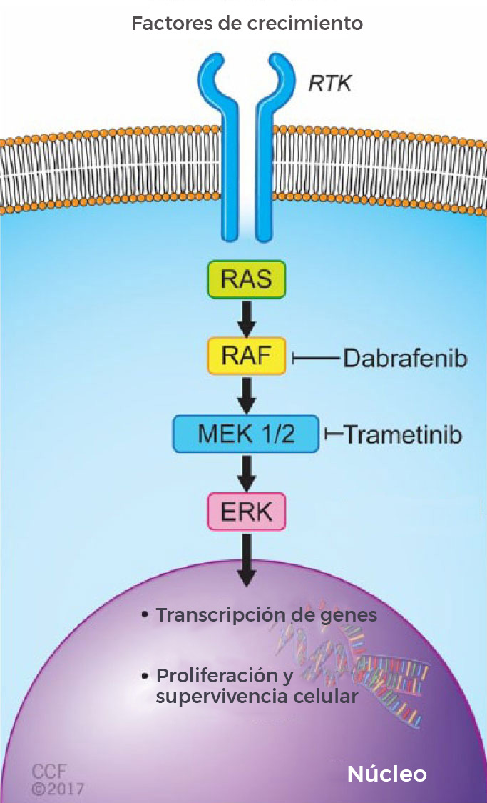 Resultado de imagen de El mes de noviembre, la Agencia de Alimentos y FÃ¡rmacos (FDA) de Estados Unidos aprobÃ³ por primera vez un fÃ¡rmaco contra el cÃ¡ncer basÃ¡ndose en su acciÃ³n a nivel molecular