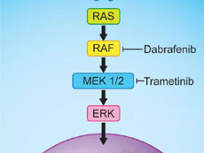 Dabrafenib y trametinib bloquean proteínas clave en la vía de MAPK de las células cancerosas; esto inhibe la señalización celular y causa la muerte de las células cancerosas.