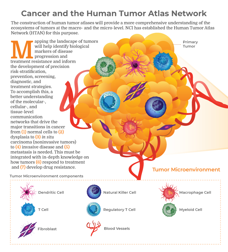 Research Areas Cancer Biology National Cancer Institute