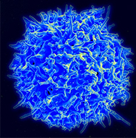 T Cell