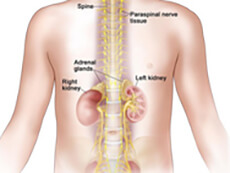 Neuroblastoma may be found in the adrenal glands and paraspinal nerve tissue from the neck to the pelvis.