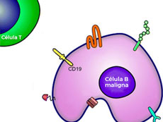 En el caso de tisagenlecleucel, las células T se manipulan genéticamente para que actúen sobre células que expresan CD19, como las células de linfoma (células B malignas).