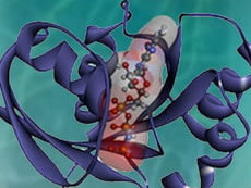 A color illustration of the KRAS protein, with blue helices wrapping around a core of balls and sticks