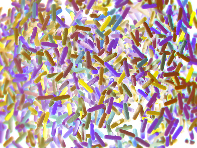 gut-bacteria-microbiome-article.__v20012