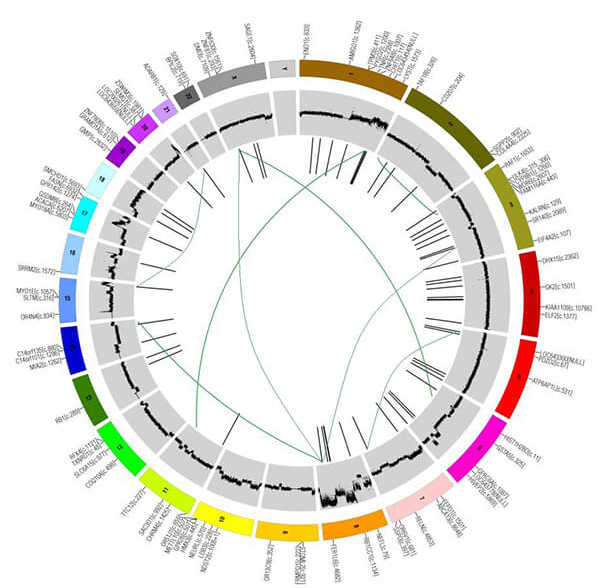 This multicolor circular plot, called a Circos plot, visualizes genomic variations, such as mutation patterns, copy number variations, expression patterns, and methylation patterns.