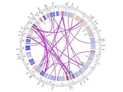 Circos plot shows data from The Cancer Genome Atlas (TCGA)