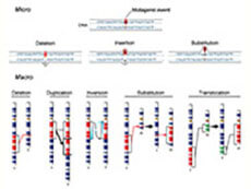 Genetic Mutation Illustration Chart