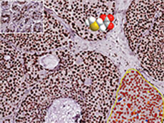 Computer model of drug inhibiting target