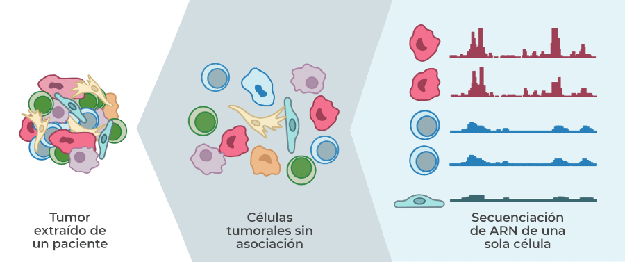 La secuenciación de las células individuales del ARN puede ayudar a identificar diferentes tipos de células que están presentes en un tumor.