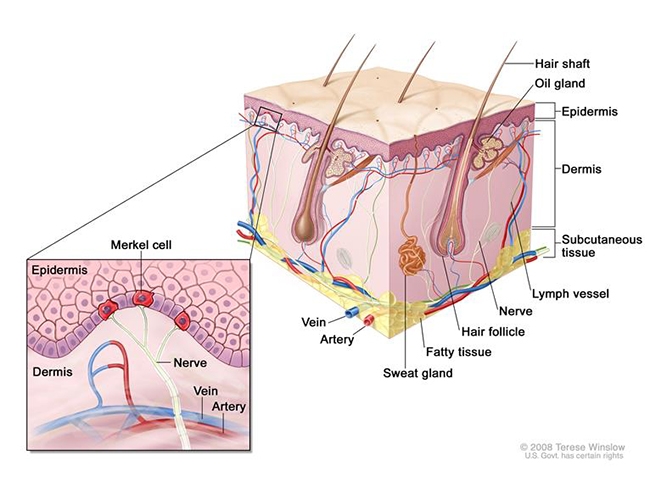 Anatomy of the skin with Merkel cells; drawing shows normal skin anatomy, including the epidermis, dermis, hair follicles, sweat glands, hair shafts, veins, arteries, fatty tissue, nerves, lymph vessels, oil glands, and subcutaneous tissue. The pullout shows a close-up of the epidermis with Merkel cells above the dermis with a vein and artery. Nerves are connected to Merkel cells.