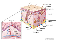 Anatomy of the skin with Merkel cells; drawing shows normal skin anatomy, including the epidermis, dermis, hair follicles, sweat glands, hair shafts, veins, arteries, fatty tissue, nerves, lymph vessels, oil glands, and subcutaneous tissue. The pullout shows a close-up of the epidermis with Merkel cells above the dermis with a vein and artery. Nerves are connected to Merkel cells.