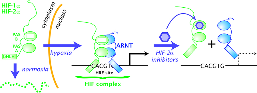 Diagram of HIF cycle