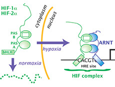 Diagram of HIF cycle