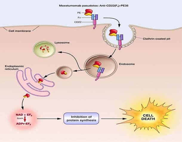 Moxetumomab pasudotox (Moxe) binds CD22 receptors on the surface of cancerous B cells, where it is internalized and processed to release its toxic payload.