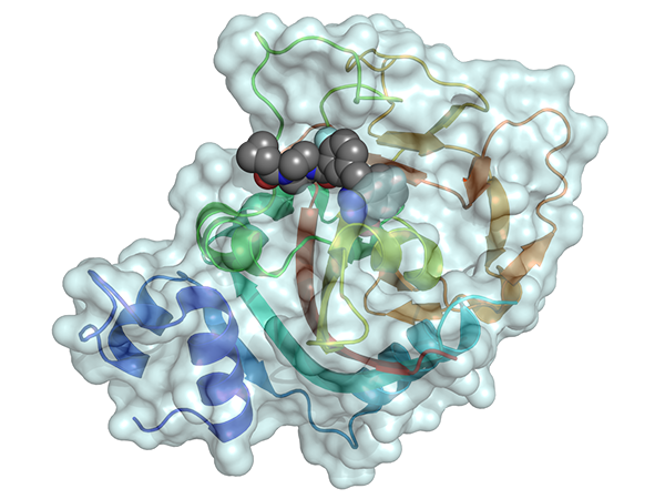 Model of the drug olaparib binding to part of the PARP1 enzyme in a cancer cell